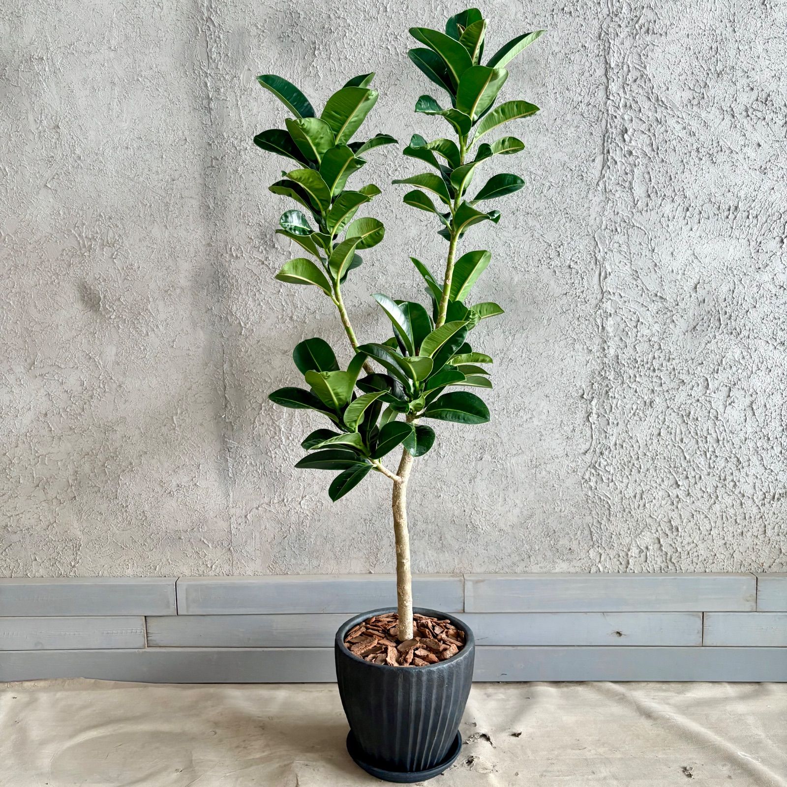 特価商品】大型 フィカス エラスティカ アポロ 10号 テラコッタ鉢植え