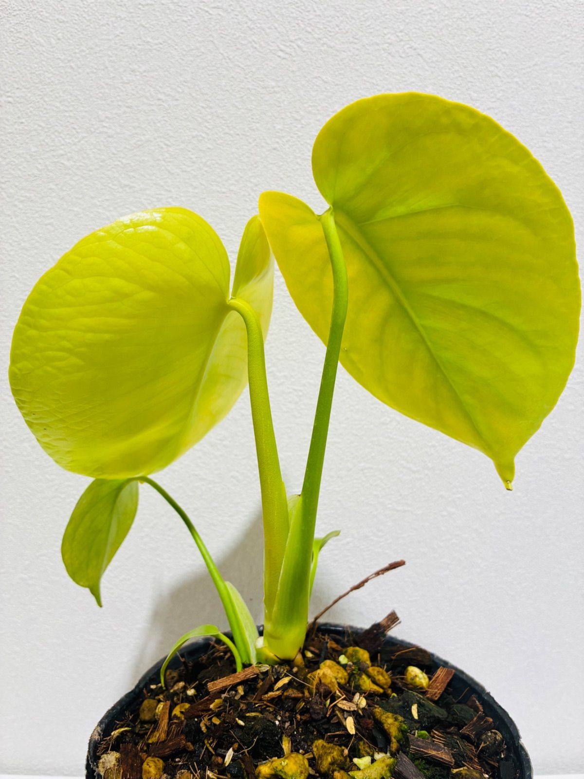 モンステラ デリシオーサ Monstera deliciosa 'Gold Monster' 新種