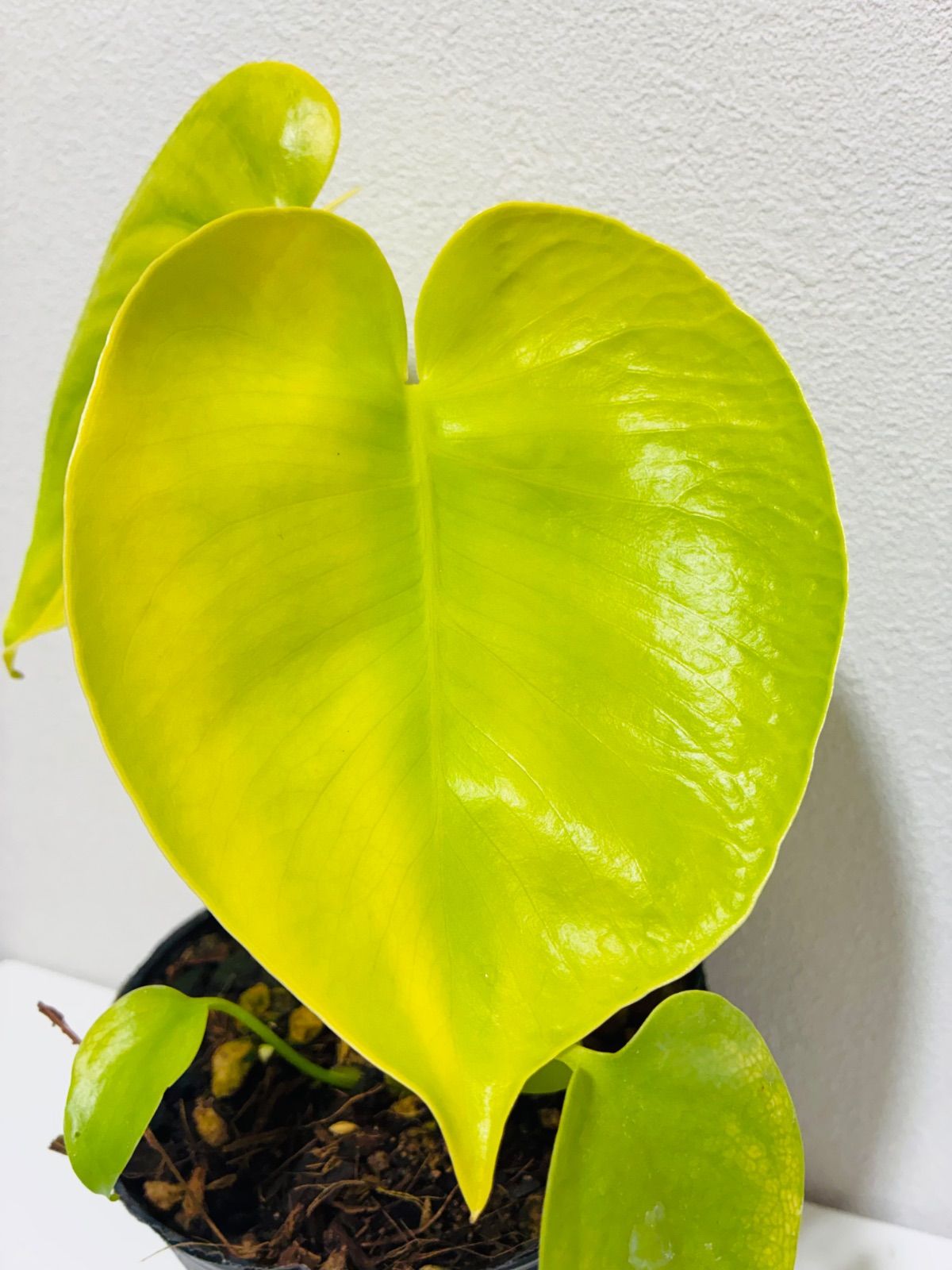 モンステラ デリシオーサ Monstera deliciosa 'Gold Monster' 新種