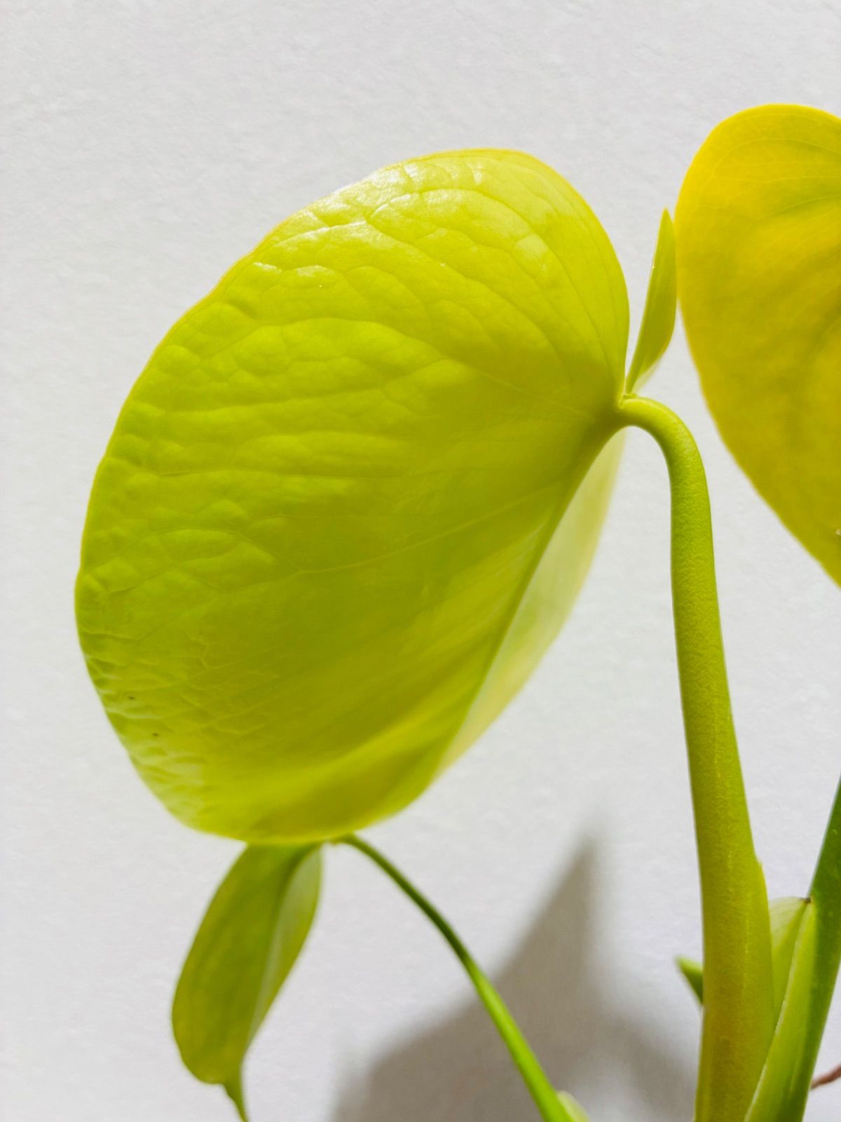 モンステラ デリシオーサ Monstera deliciosa 'Gold Monster' 新種