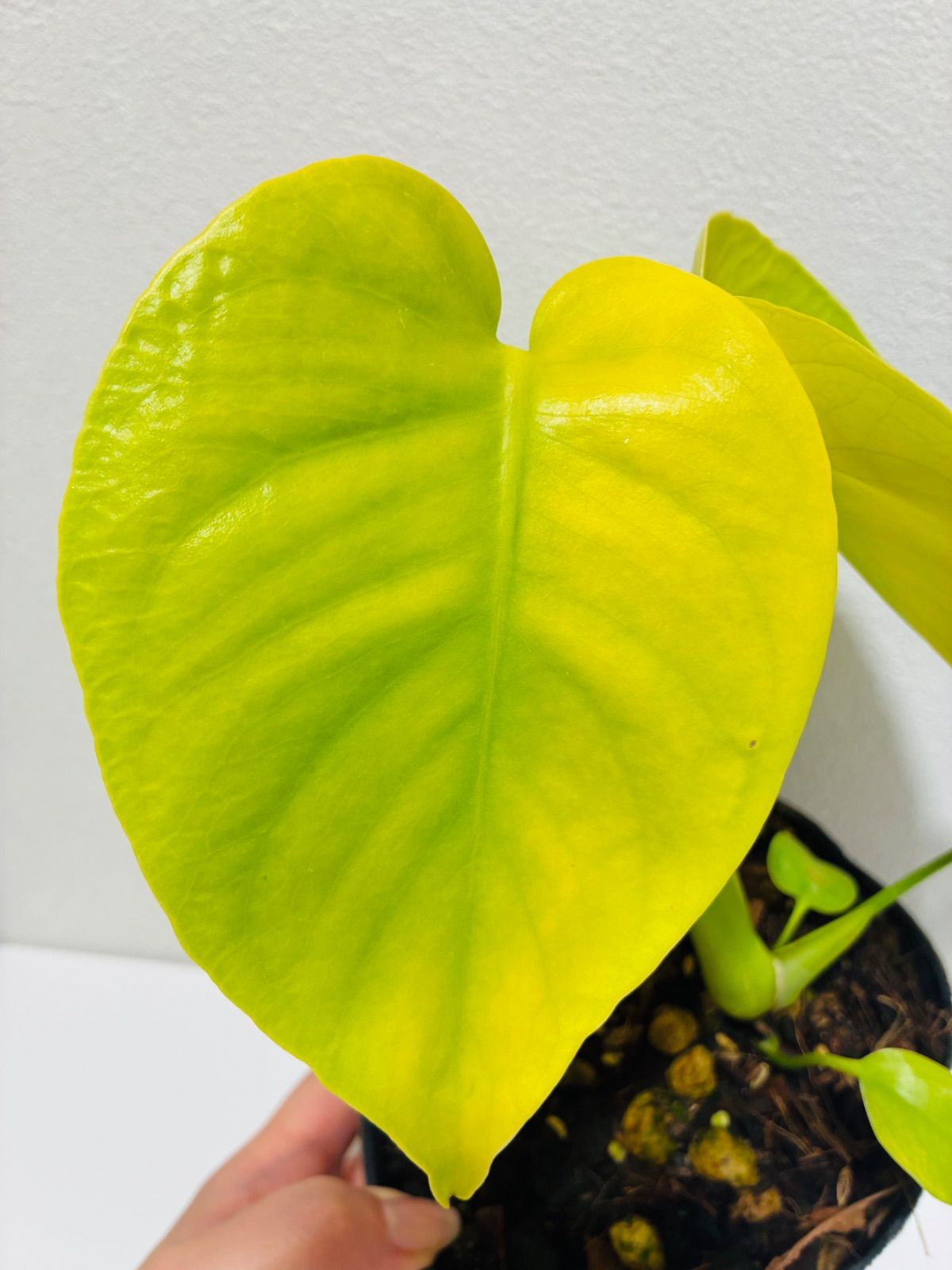 モンステラ デリシオーサ Monstera deliciosa 'Gold Monster' 新種