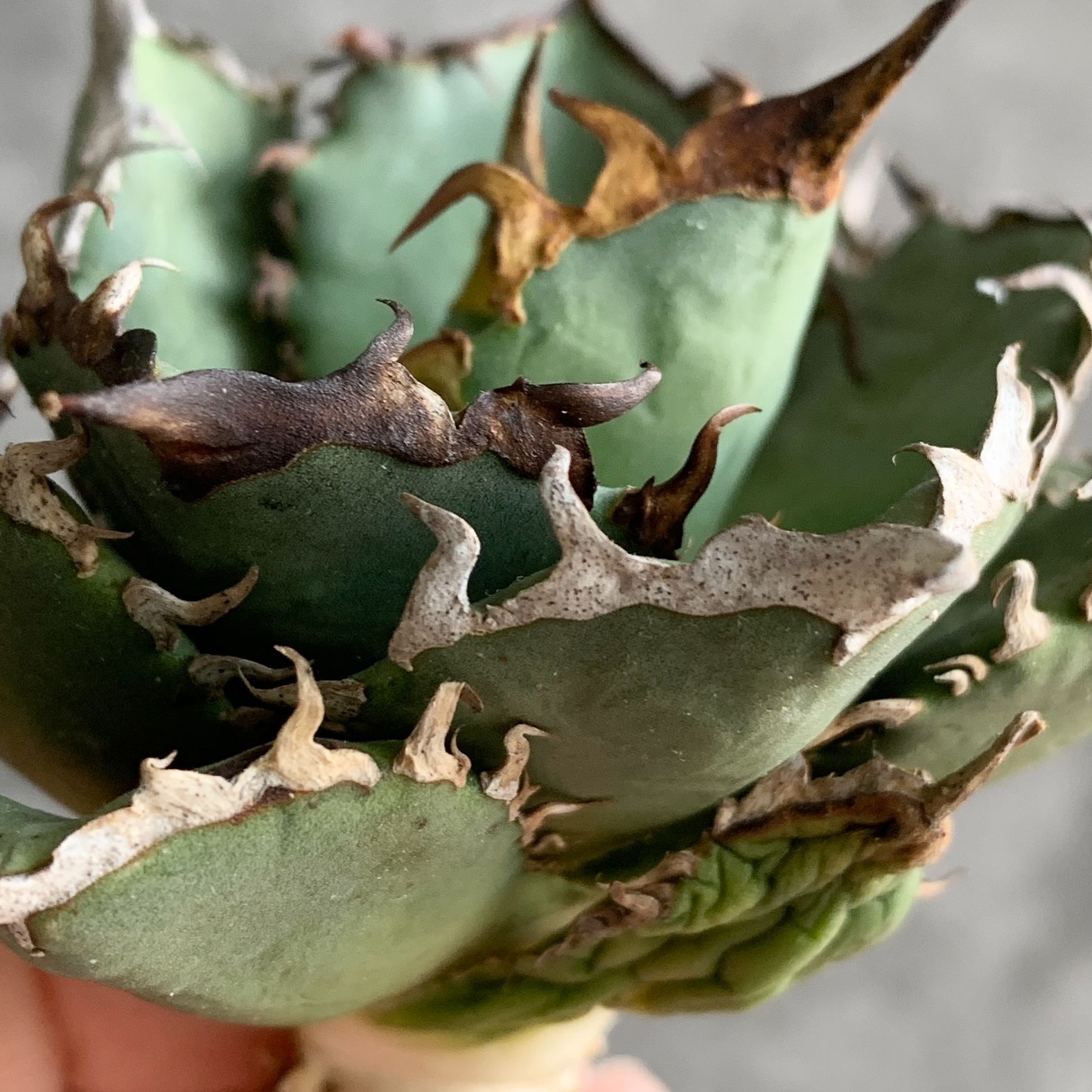 F12923 アガベ チタノタ Fo076 狂棘！ 極上株！！ - メルカリ