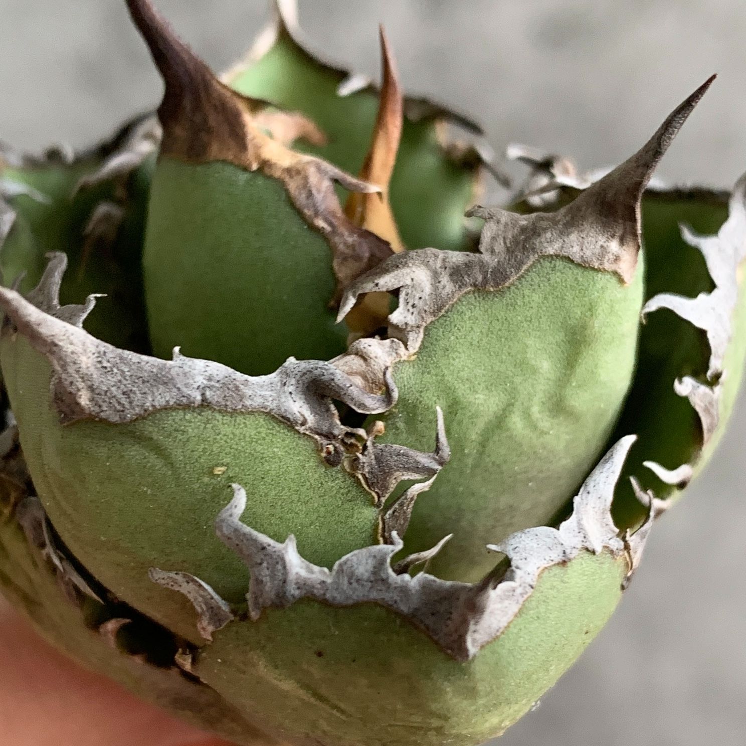 F12929 アガベ チタノタ Fo076 狂棘！ 極上株！！ - メルカリ