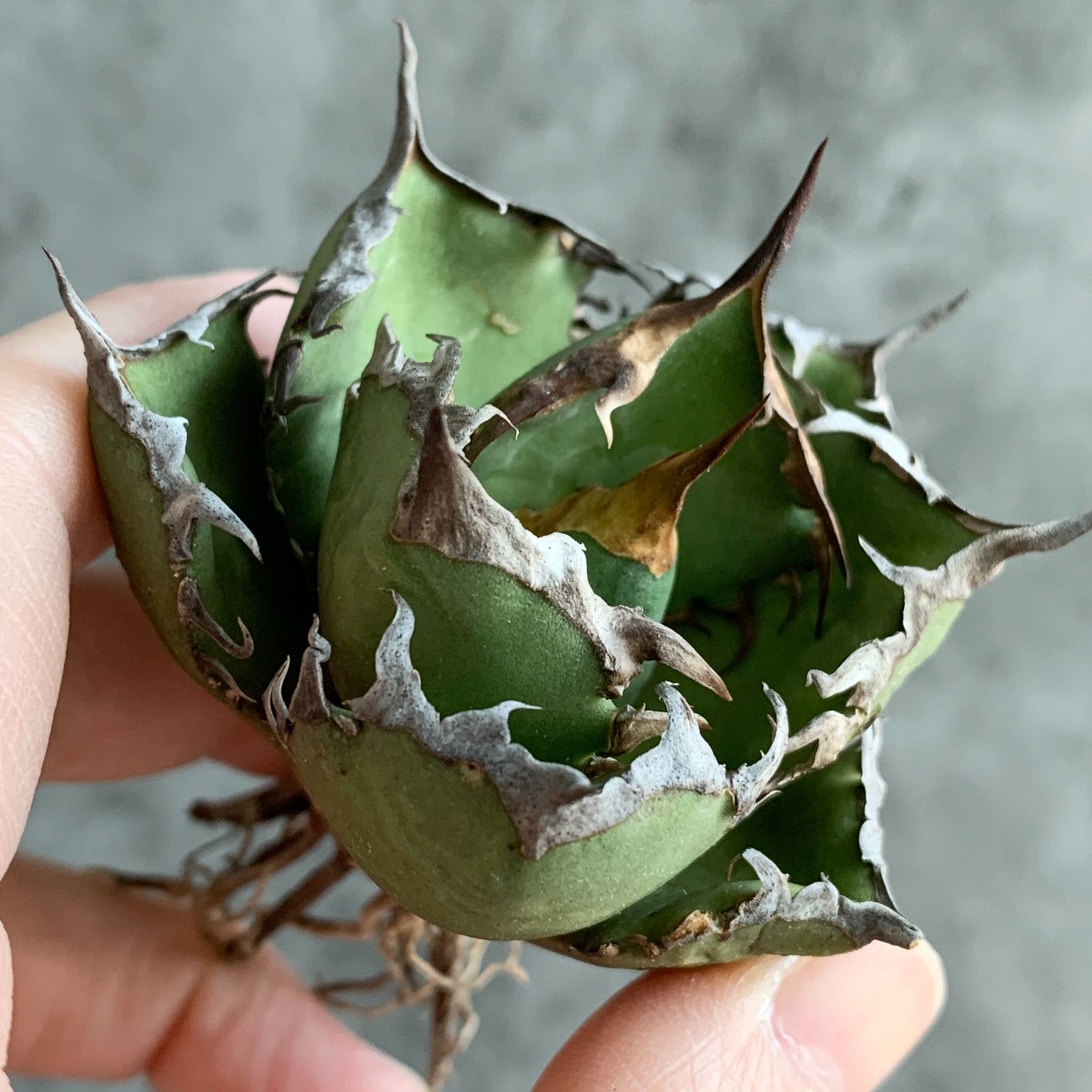 F12929 アガベ チタノタ Fo076 狂棘！ 極上株！！ - メルカリ