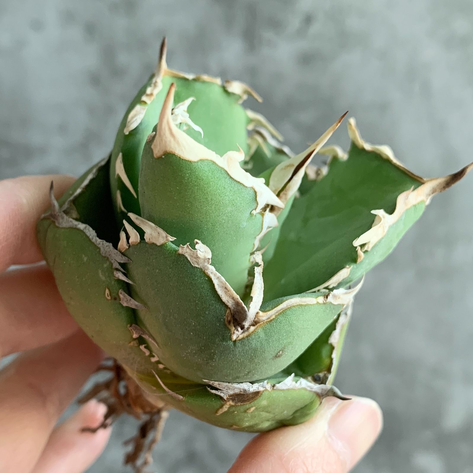 F12941 アガベ チタノタ 達磨 極上コンパクト株！！ - メルカリ