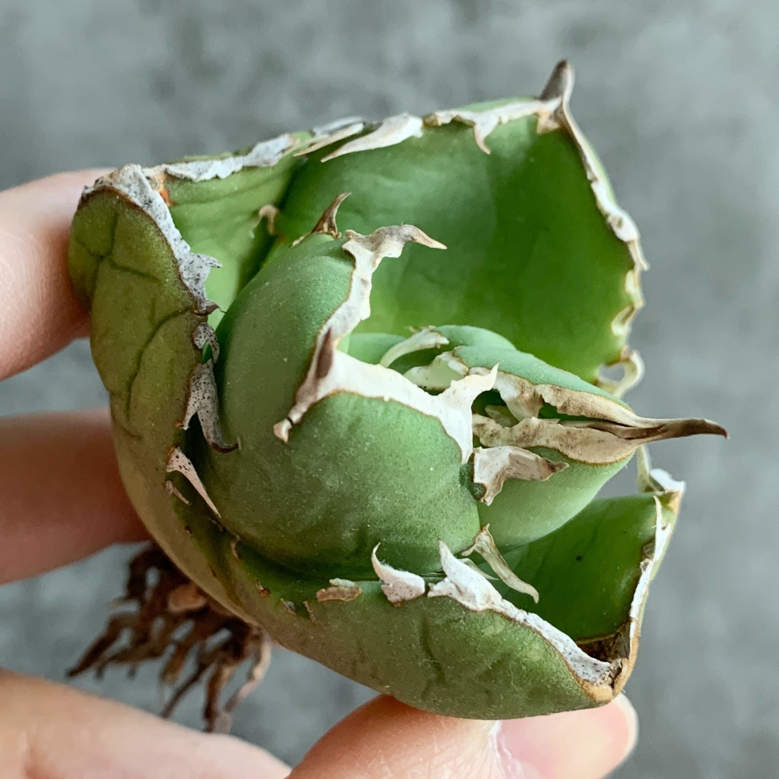 F12938 アガベ チタノタ 達磨 極上コンパクト株！！ - メルカリ