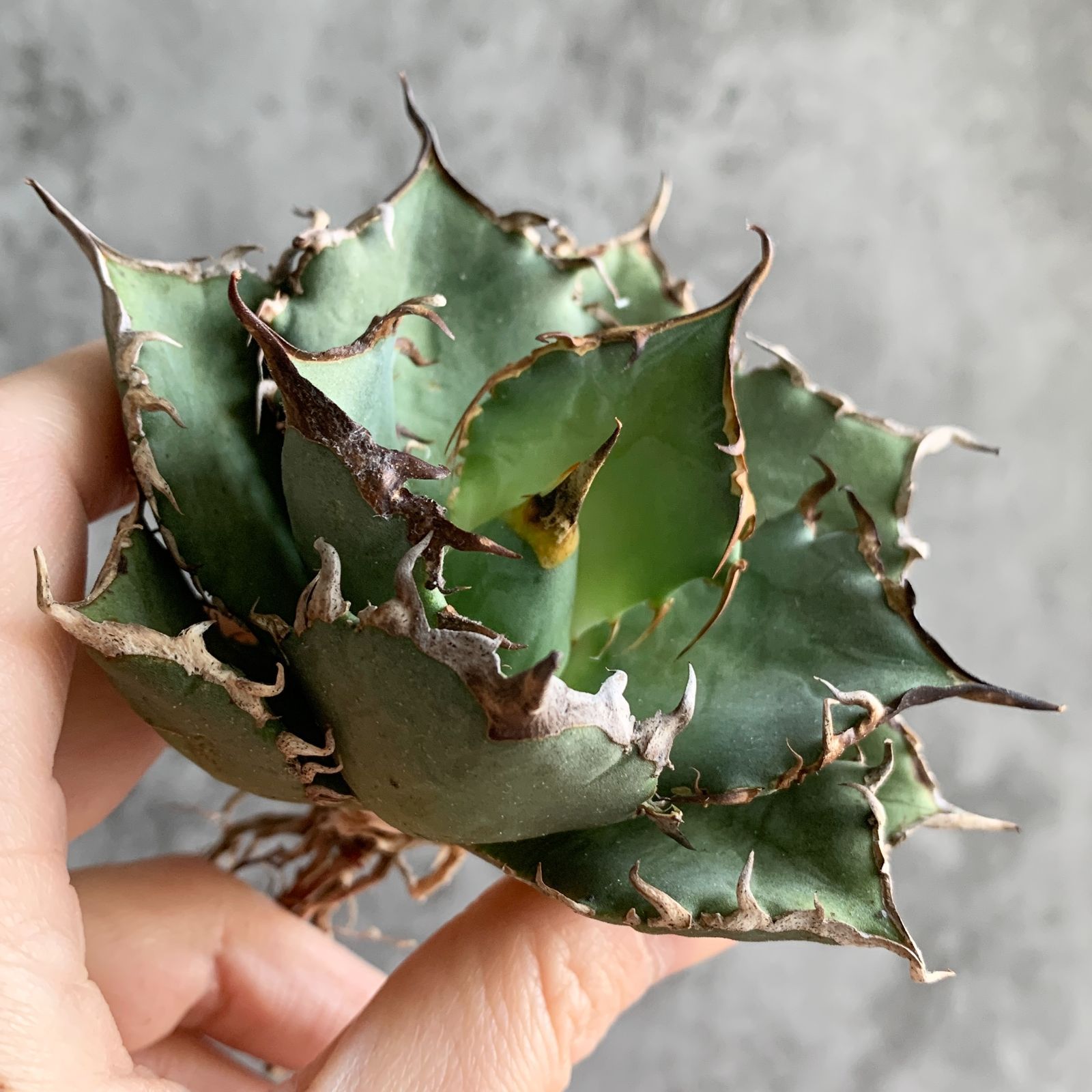 F12923 アガベ チタノタ Fo076 狂棘！ 極上株！！ - メルカリ