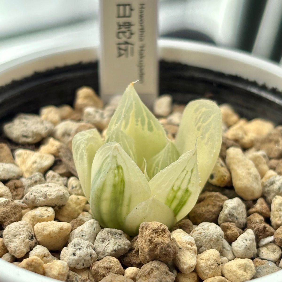 ハオルチア ☆ 白蛇伝（カキ仔発根済み）斑入り 糊斑 - Mercari