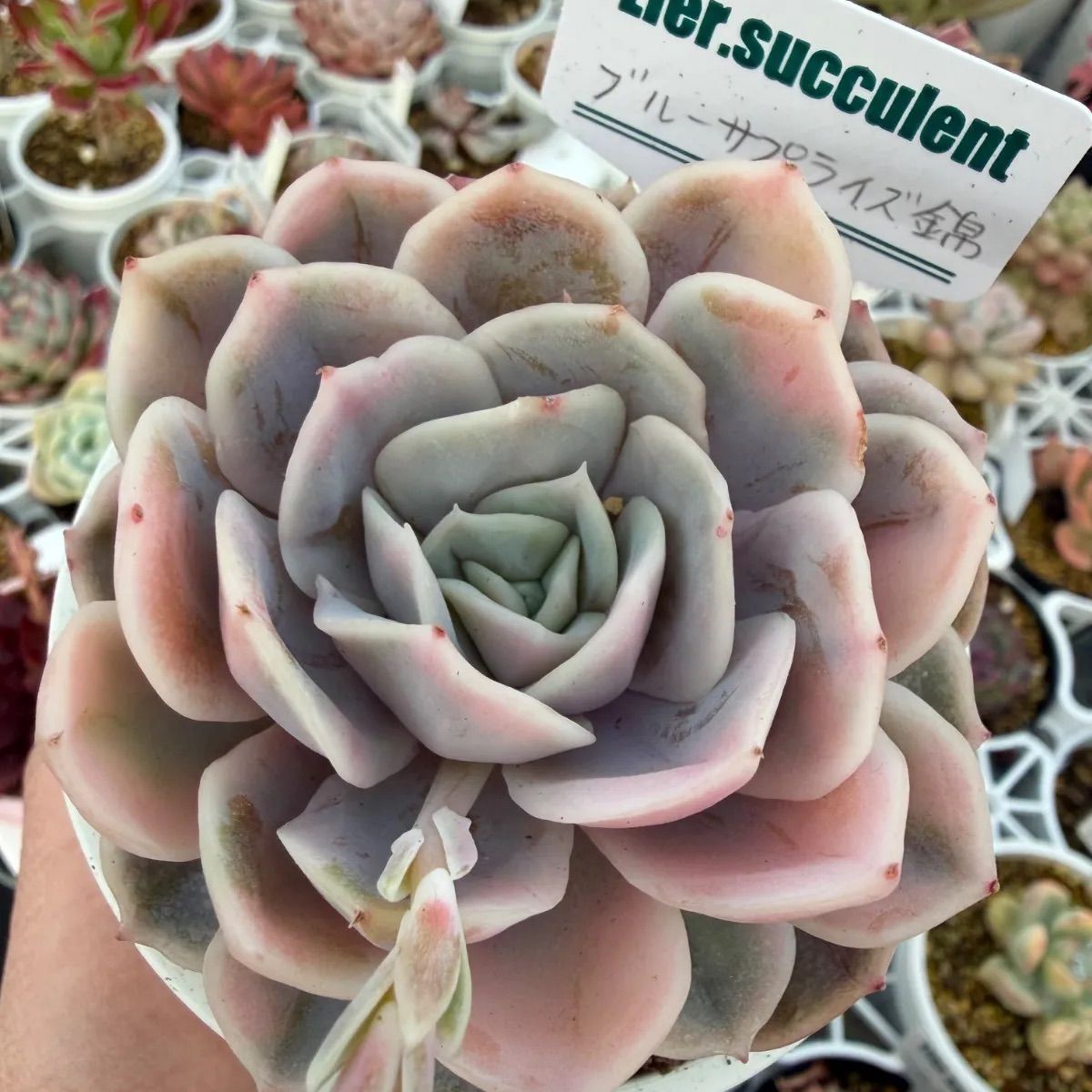 ブルーサプライズ錦 - メルカリ