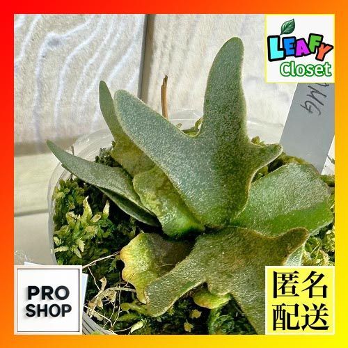 観葉植物 コウモリラン(ビカクシダ) ウィリンキー OMG 苗 3号透明