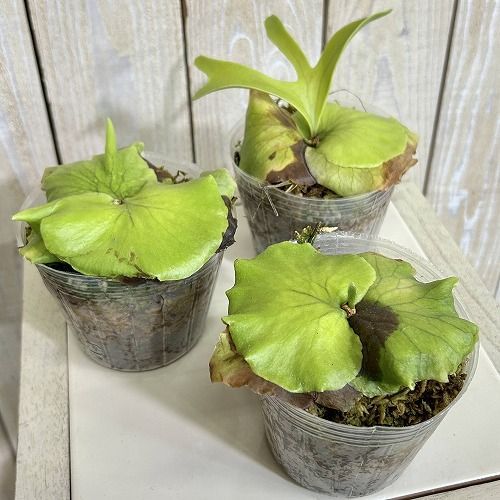 観葉植物 コウモリラン(ビカクシダ) コロナリウム 苗 3号透明ポット