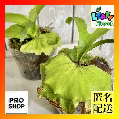 観葉植物 コウモリラン(ビカクシダ) コロナリウム 苗 3号透明ポット