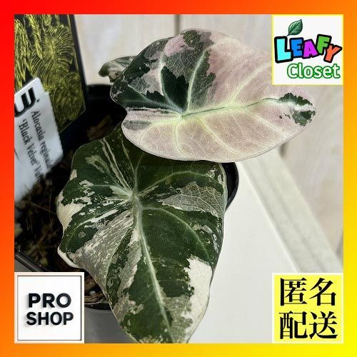 観葉植物 【B】斑入りアロカシア ブラックベルベット