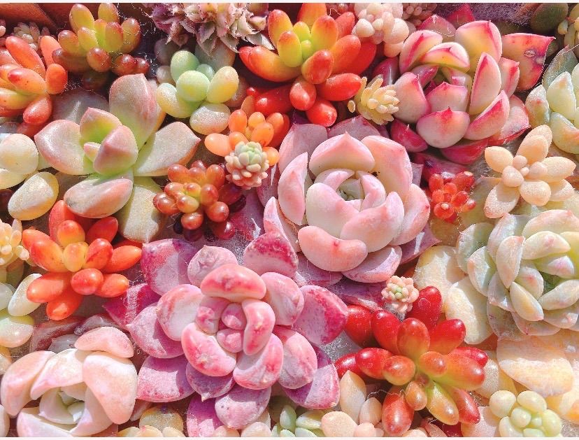 A クーポンあり❣️ ぷっくりとつぶつぶの寄せ植えセット❣️寄せ植え