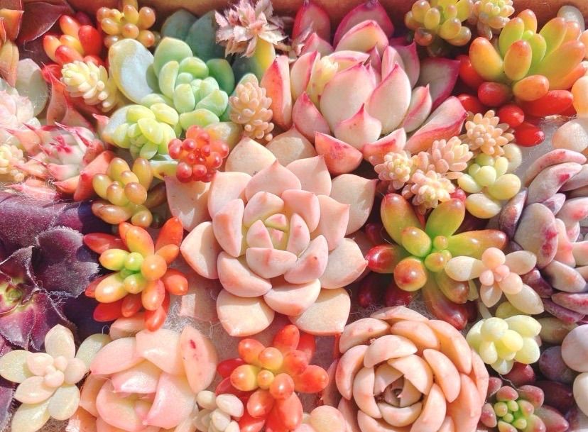 B クーポンあり❣️ ぷっくりとつぶつぶの寄せ植えセット❣️寄せ植え