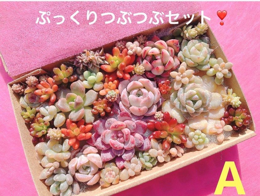 A クーポンあり❣️ ぷっくりとつぶつぶの寄せ植えセット❣️寄せ植え