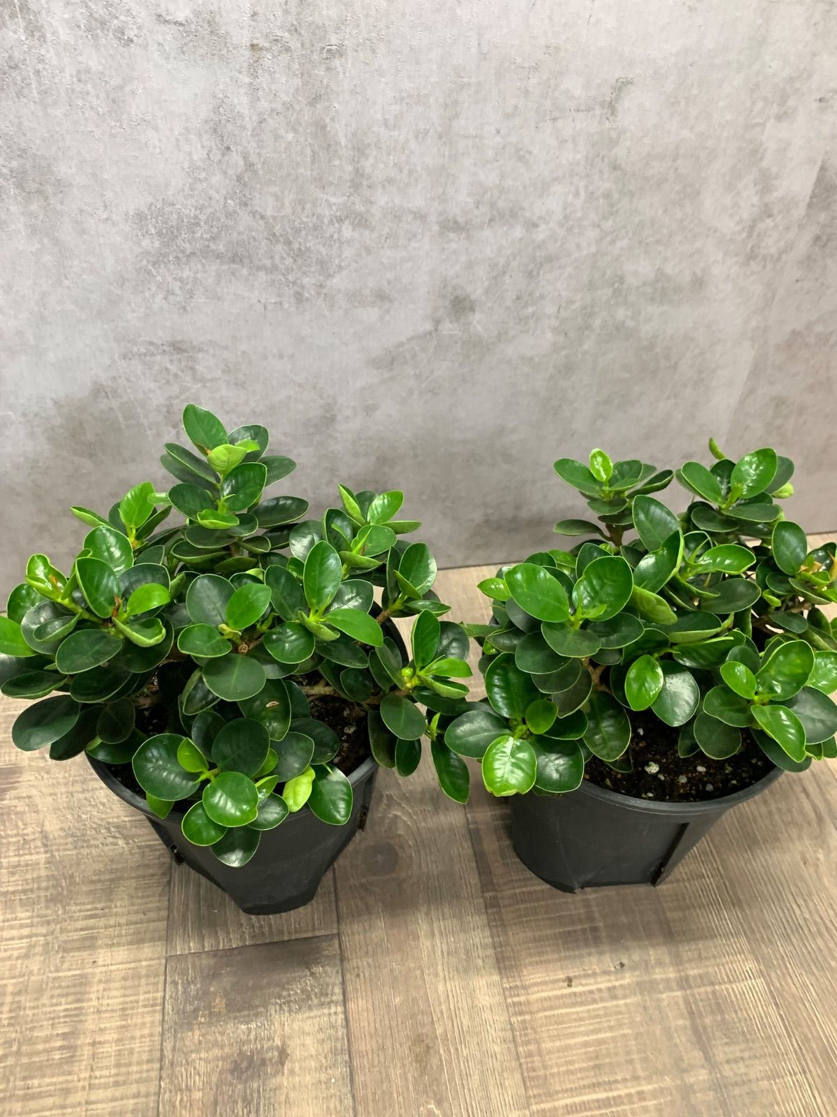 パンダガジュマル 5号 鉢ごと 観葉植物 お祝い 植物 らくらくメルカリ