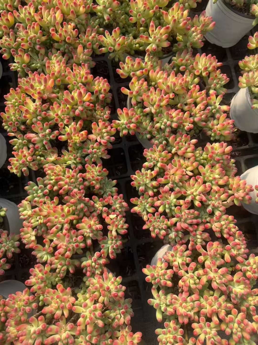 新入荷ゼリー×6株 Z3416土鉢付き 多肉植物 アエオニウム エケベリア