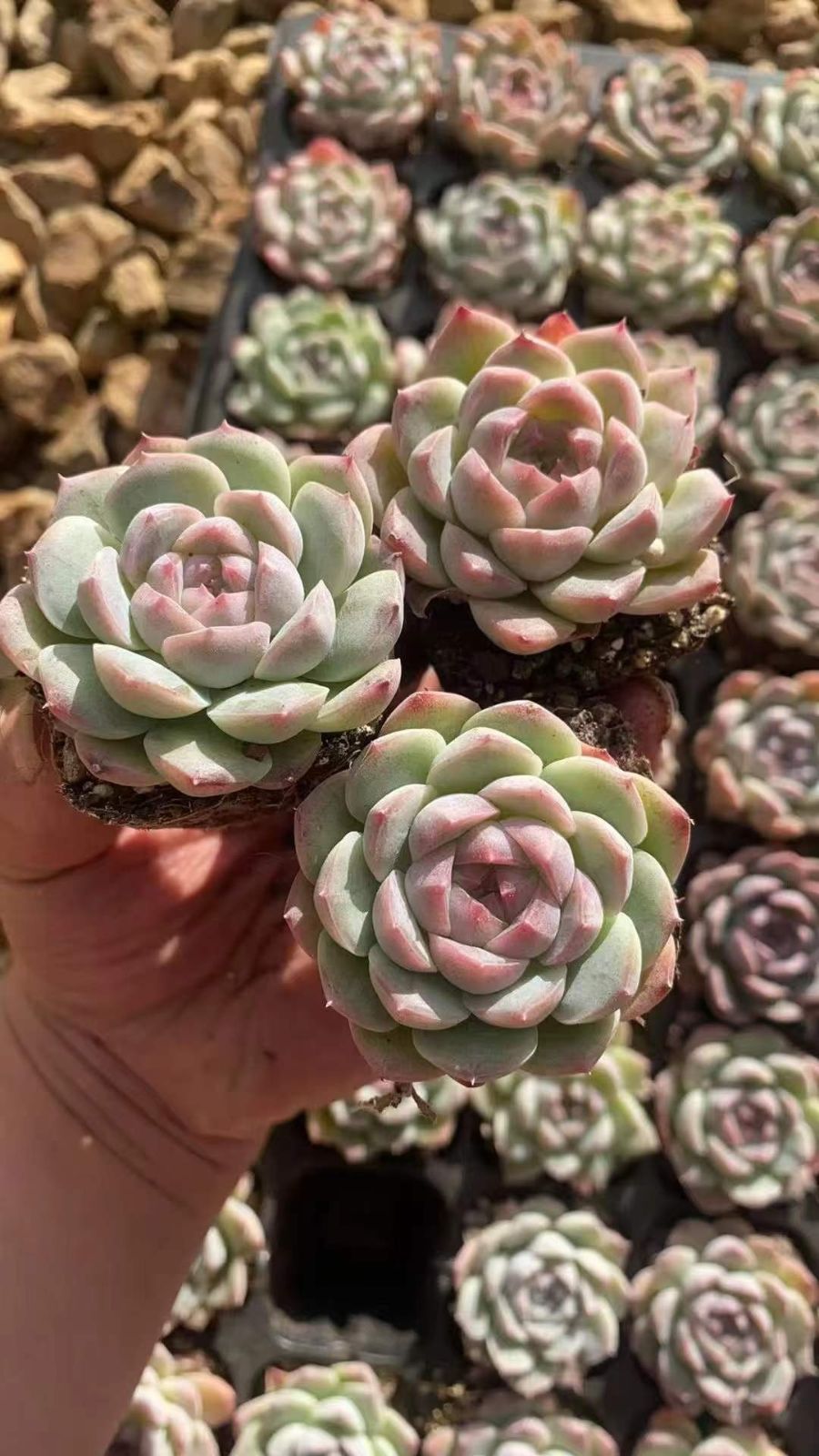 新入荷ミニザッツ×50苗 X569土付き 多肉植物 詰め合わせ アエオニウム