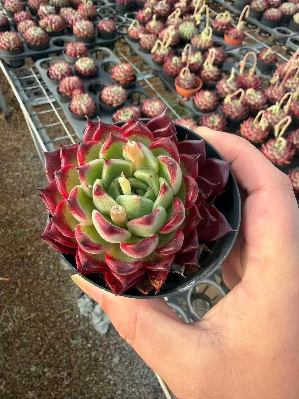 新入荷 ブラックナイト×18株 Z3417抜き苗 多肉植物　詰め合わせ アエオニウム エケベリア サボテン 韓国苗