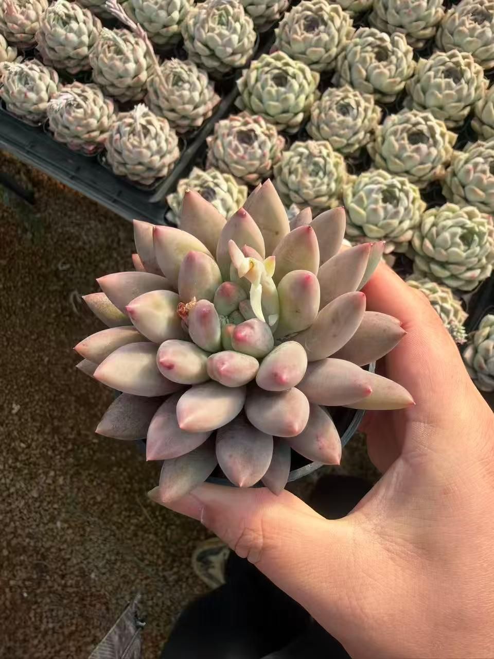 新入荷 レッドドラゴンフライ×18株 Z3421抜き苗 多肉植物 詰め合わせ