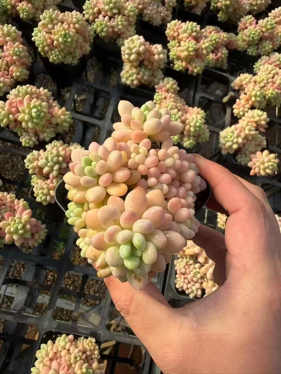 新入荷 ロココ×32株 Z3423抜き苗 多肉植物　詰め合わせ アエオニウム エケベリア サボテン 韓国苗 9,424円