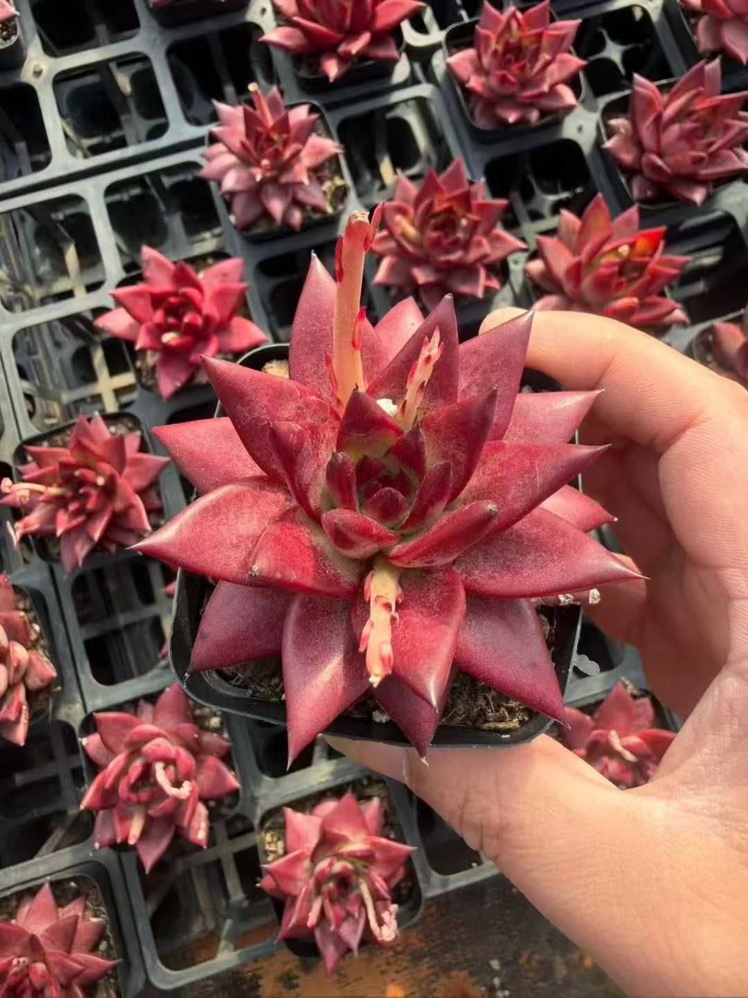 新入荷 ロビン×32株 Z3437抜き苗 多肉植物　詰め合わせ アエオニウム エケベリア サボテン 韓国苗