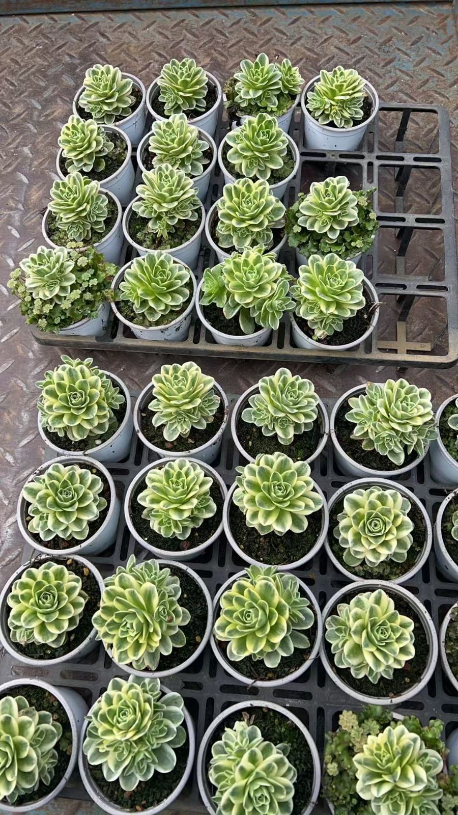新入荷 ローズニシキ×18株 Z3383抜き苗 多肉植物　詰め合わせ アエオニウム エケベリア サボテン 韓国苗