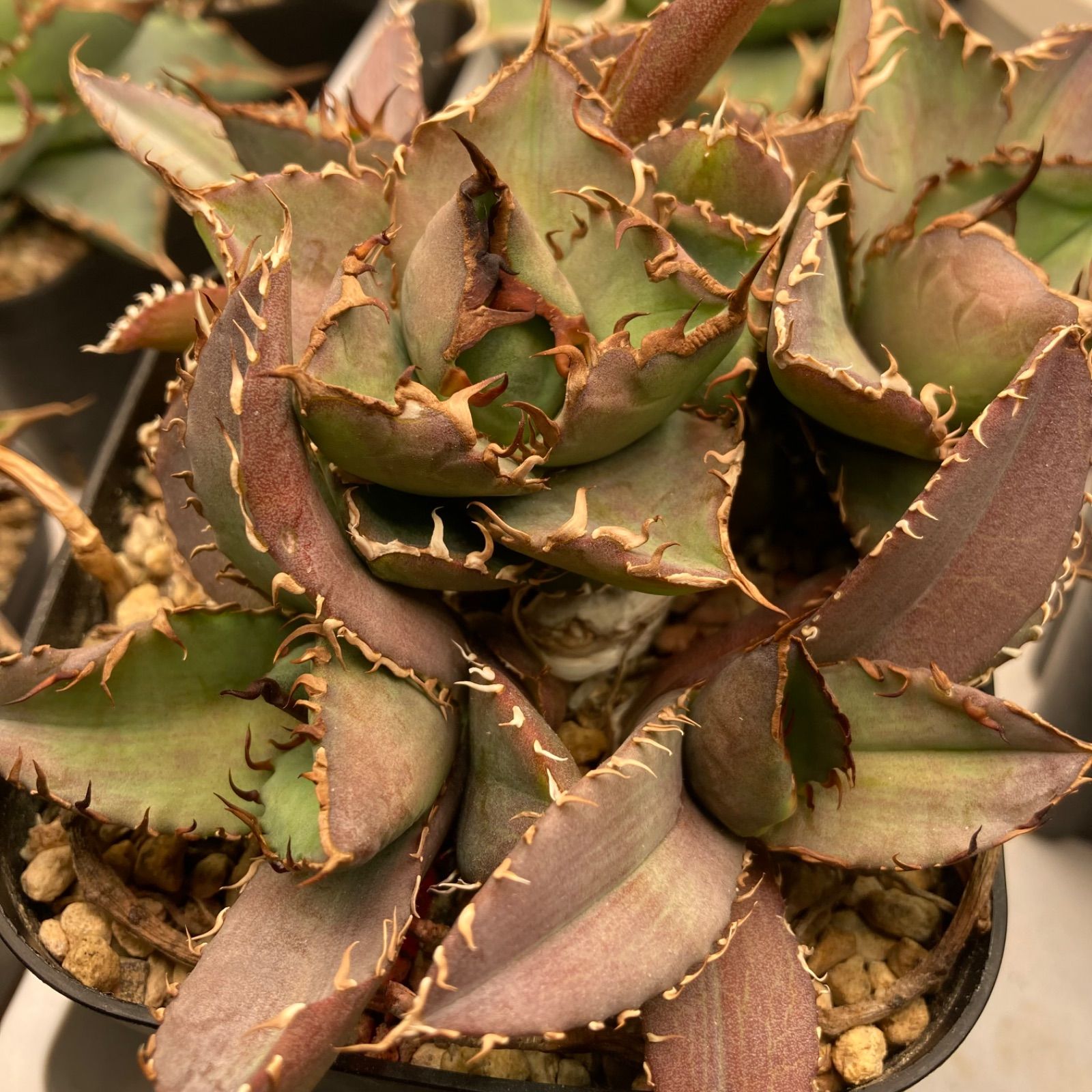 12 アガベ チタノタ 裏棘 ノーネーム 札落ち - メルカリ