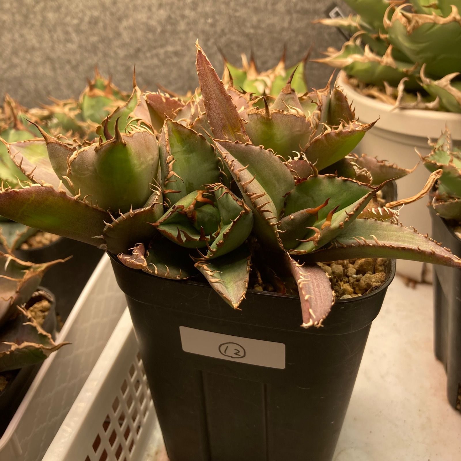 12 アガベ チタノタ 裏棘 ノーネーム 札落ち - メルカリ