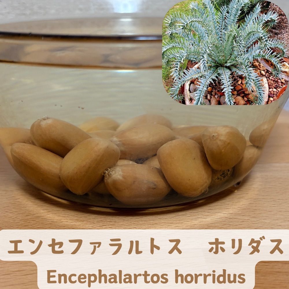 エンセファラルトス ホリダス 種子 3粒 （5月入荷） 26年1月入荷 種子5粒 希少 エンセファラルトス ホリダス 【公式通販】