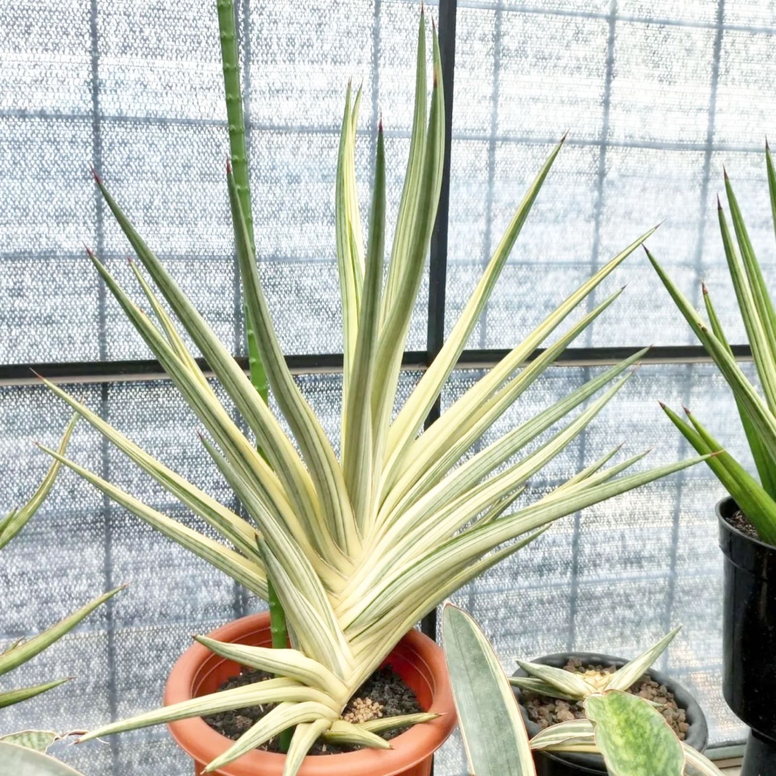 S13683【極上S級 斑入り大株！！】サンスベリア ロイヤルクラウン