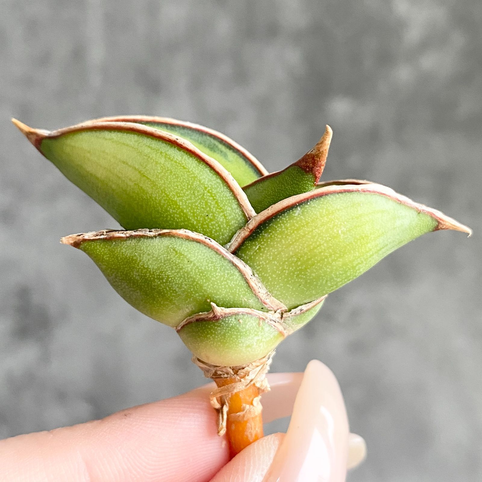 S13696【極上SS級 縞斑入り株！！】サンスベリア ロリダ 縞斑入り