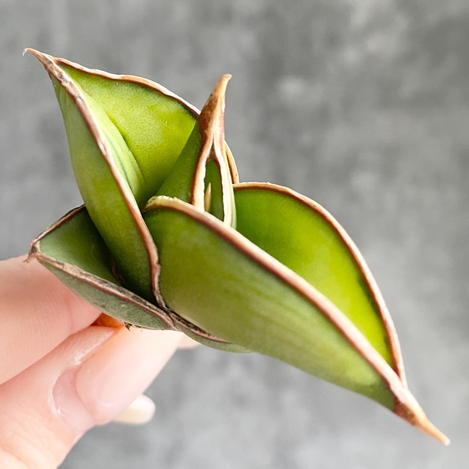 S13696【極上SS級 縞斑入り株！！】サンスベリア ロリダ 縞斑入り