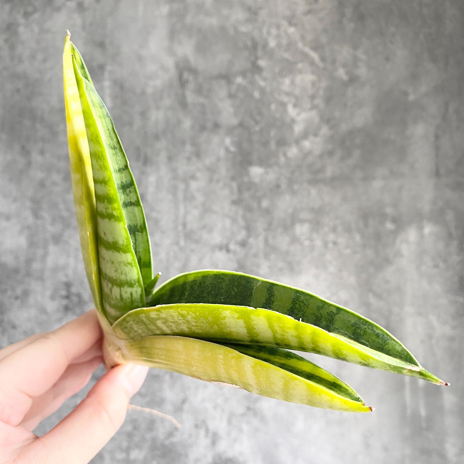 S13699【SS級！超希少品種！！斑入り株！！】サンスベリア マーシャ