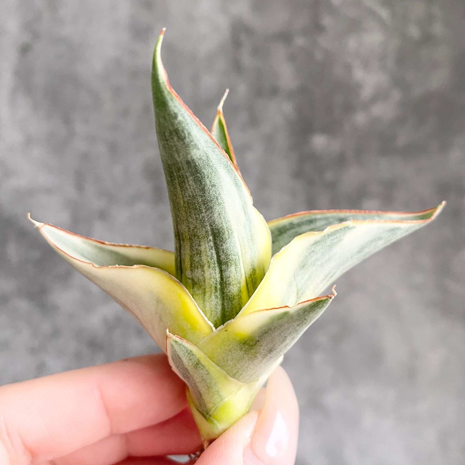 S13737【SS級 超希少株！！】サンスベリア スノー ホワイト