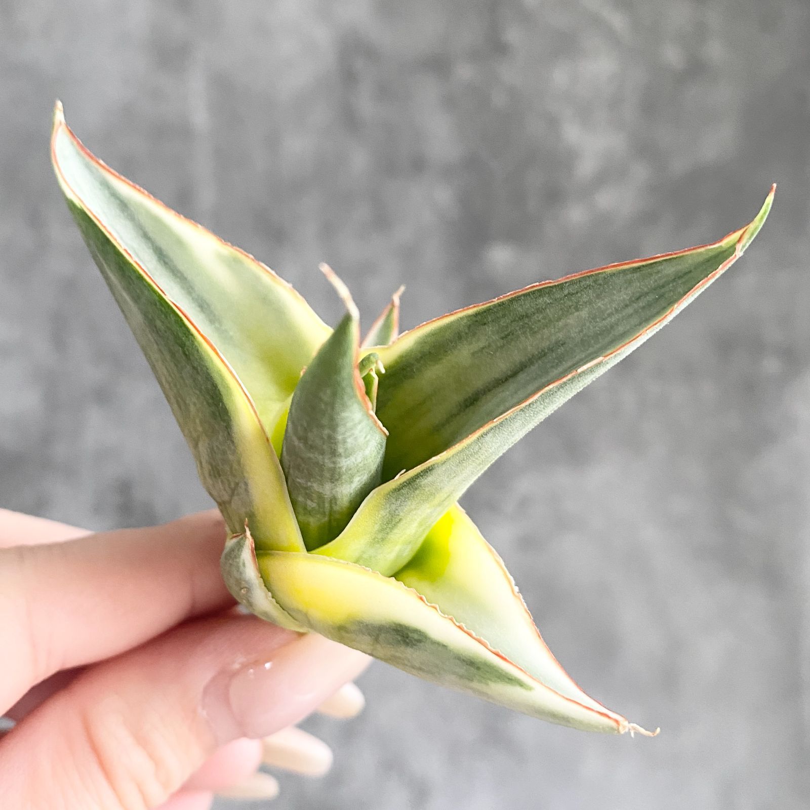 S13737【SS級 超希少株！！】サンスベリア スノー ホワイト