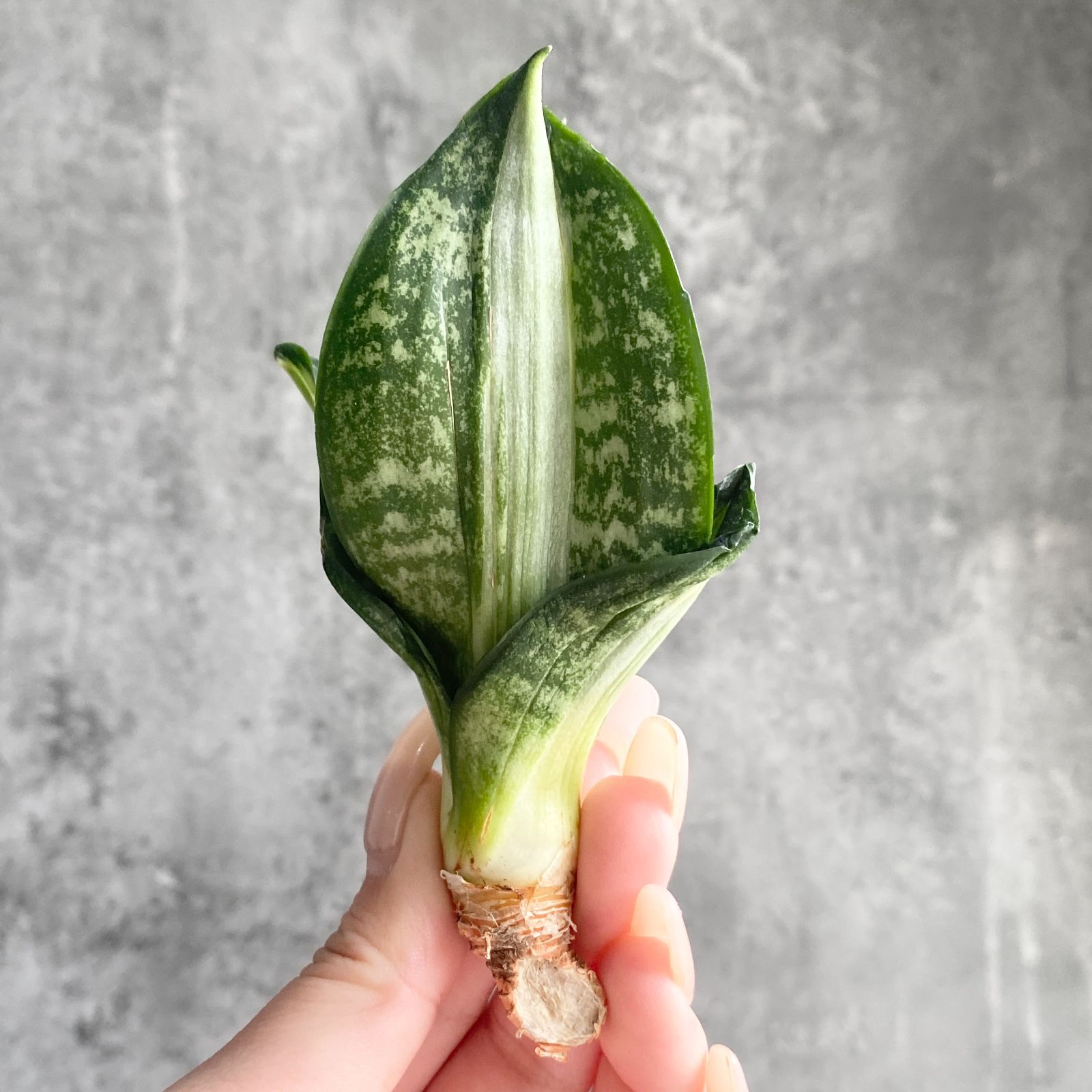 S13607 極上S級超希少美株！サンスベリア ストリーカー 斑入り株