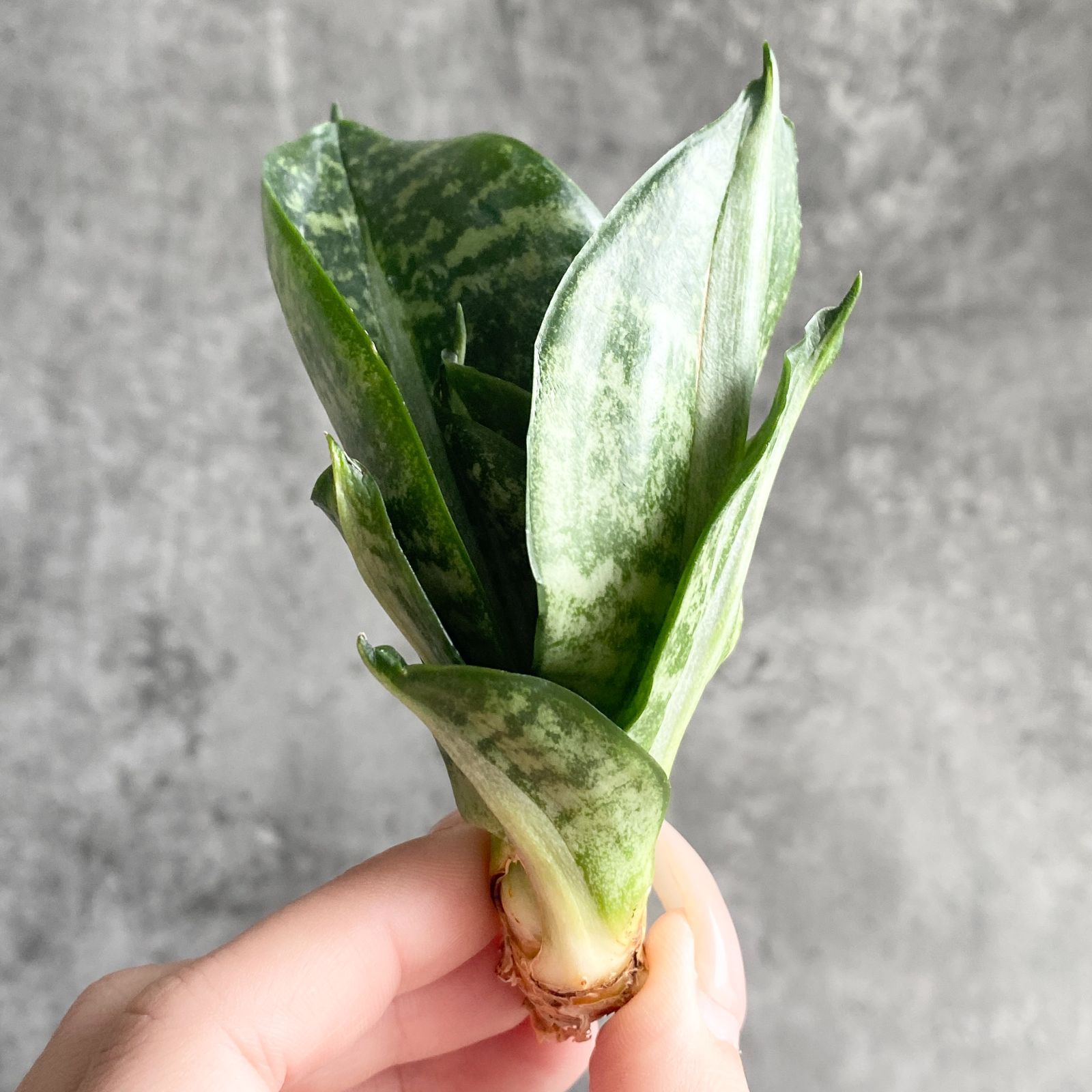 S13608 極上S級超希少美株！サンスベリア ストリーカー 斑入り株