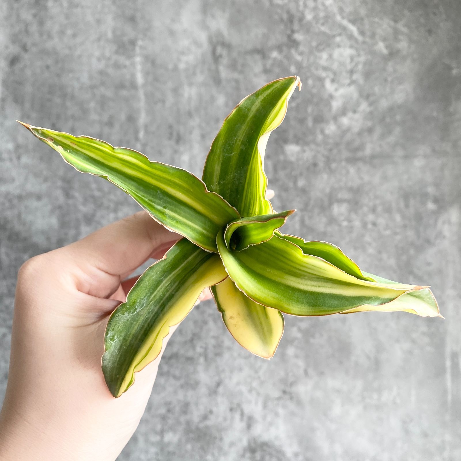 S13619【極上S級 縞斑入り！！】サンスベリア Arborescent 縞斑入り