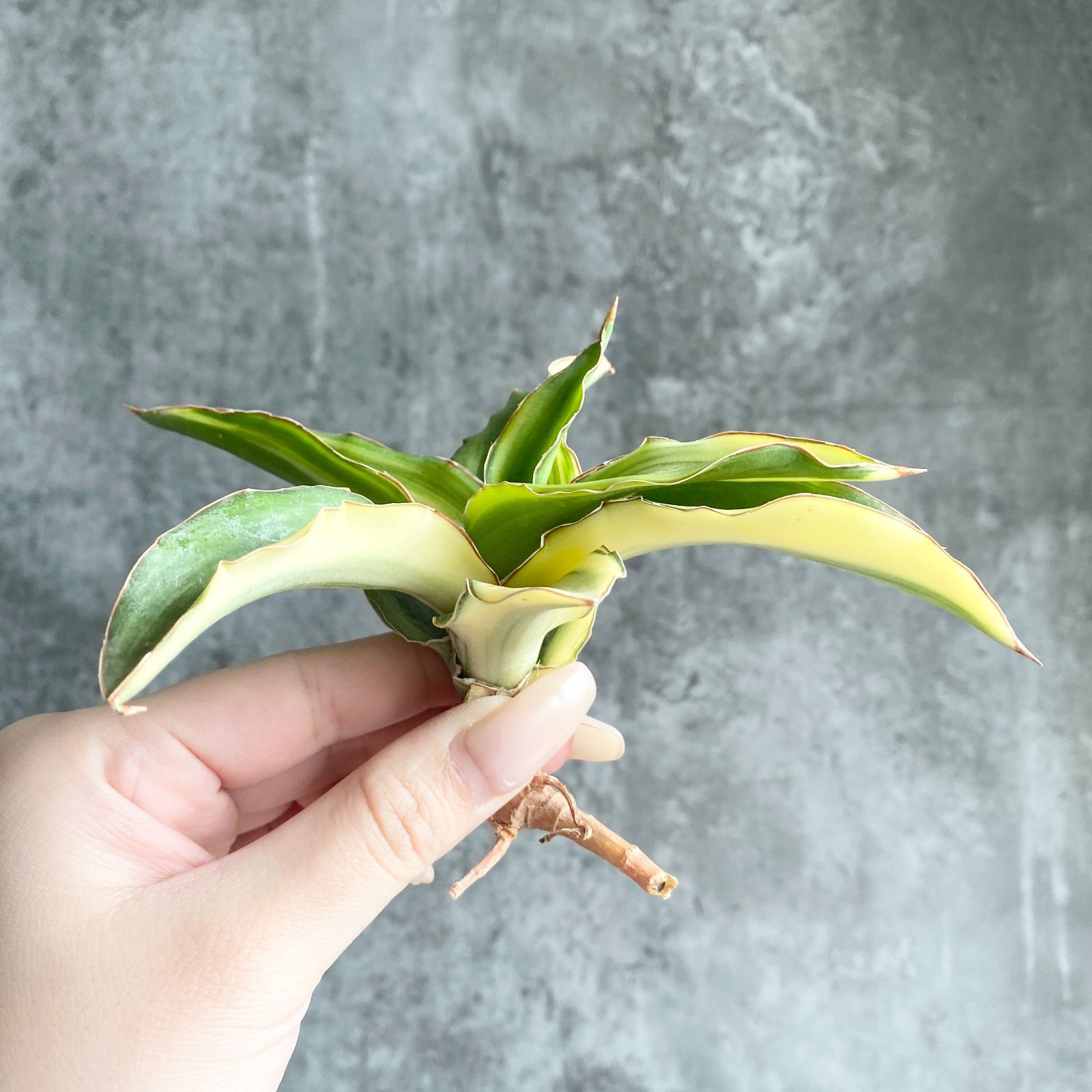 S13619【極上S級 縞斑入り！！】サンスベリア Arborescent 縞斑入り