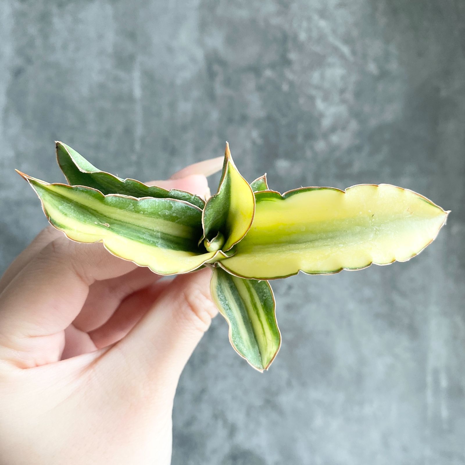 S13620【極上S級 縞斑入り！！】サンスベリア Arborescent 縞斑入り