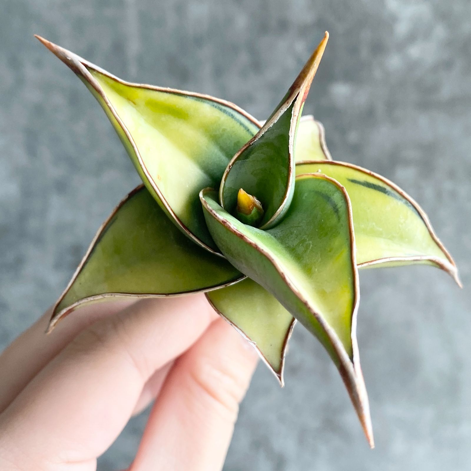 S13663【極上S級 斑入り株！！】サンスベリア ピングイキュラ 斑入り