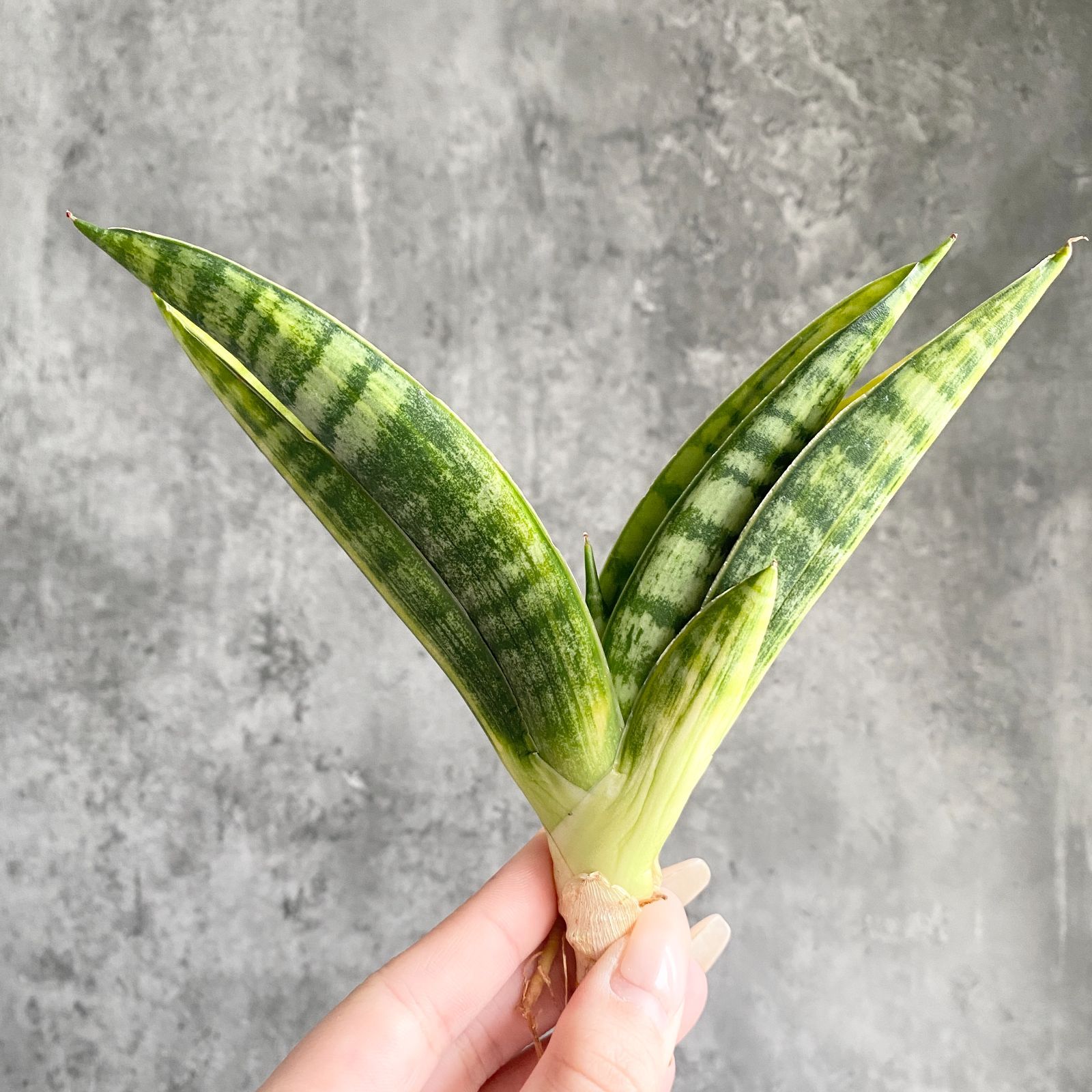 S13699【SS級！超希少品種！！斑入り株！！】サンスベリア マーシャ