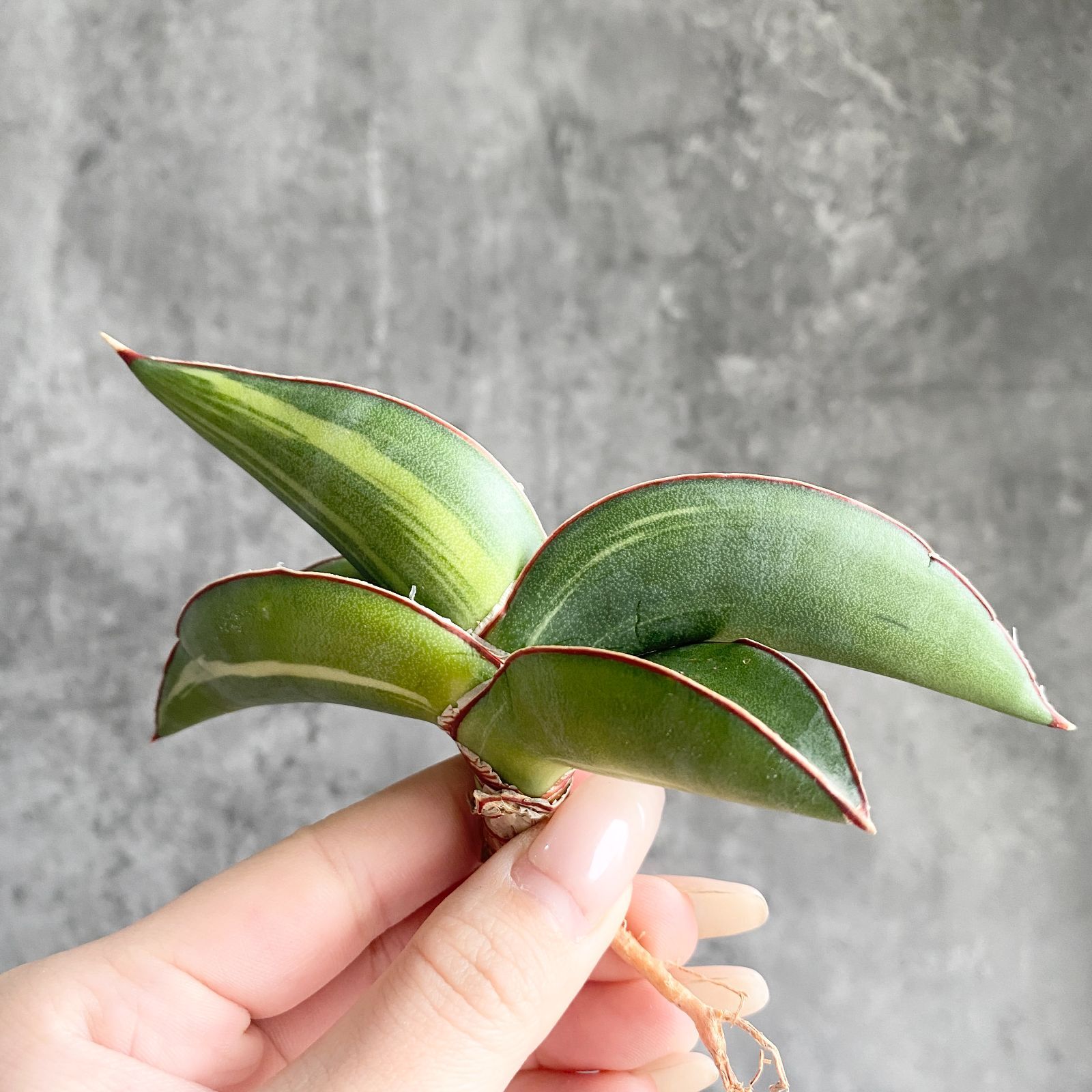 S13724【極上S級 斑入り大株！！】サンスベリア ロブスター