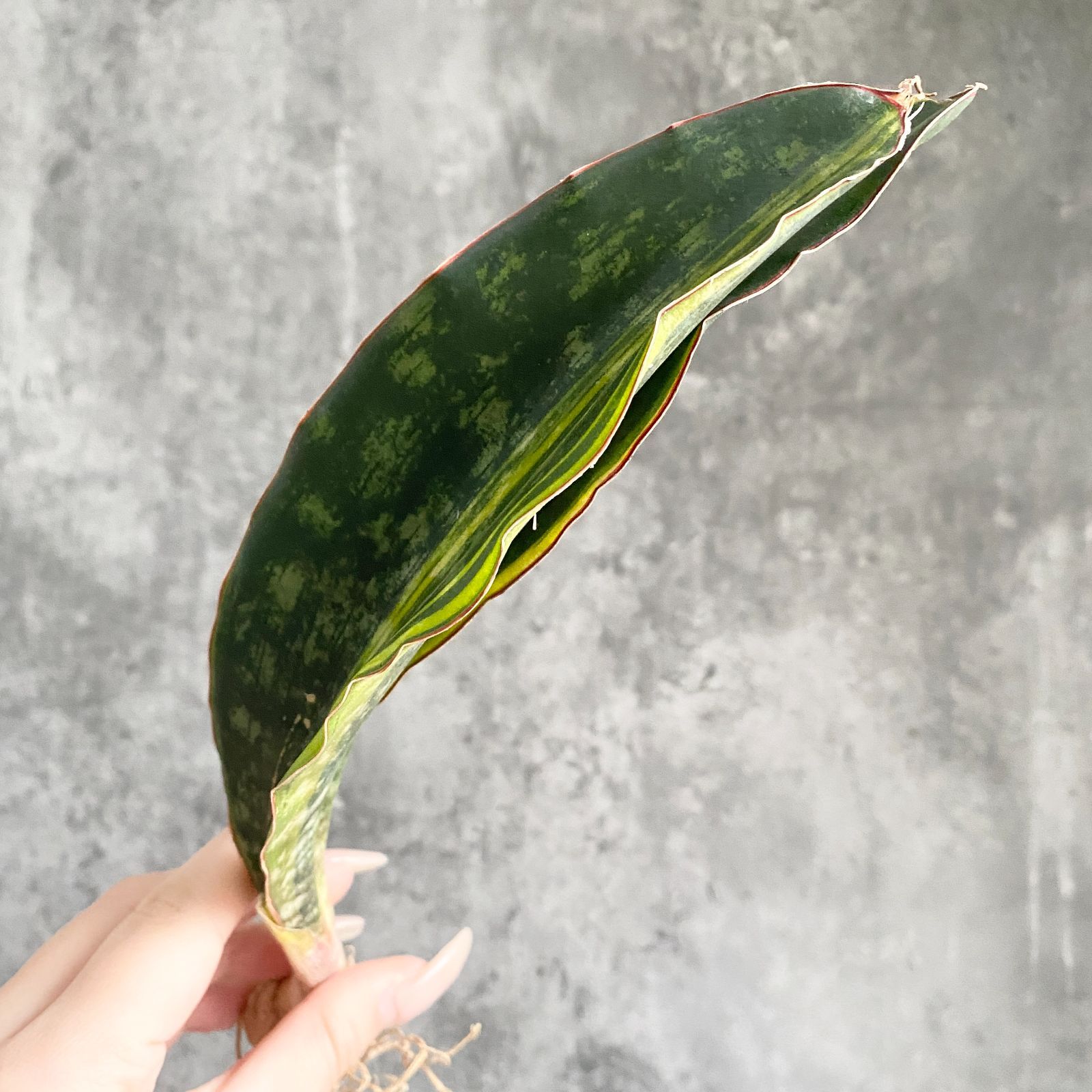 S13760【超希少品種！！極上S級 斑入り株！！】サンスベリア マクロ