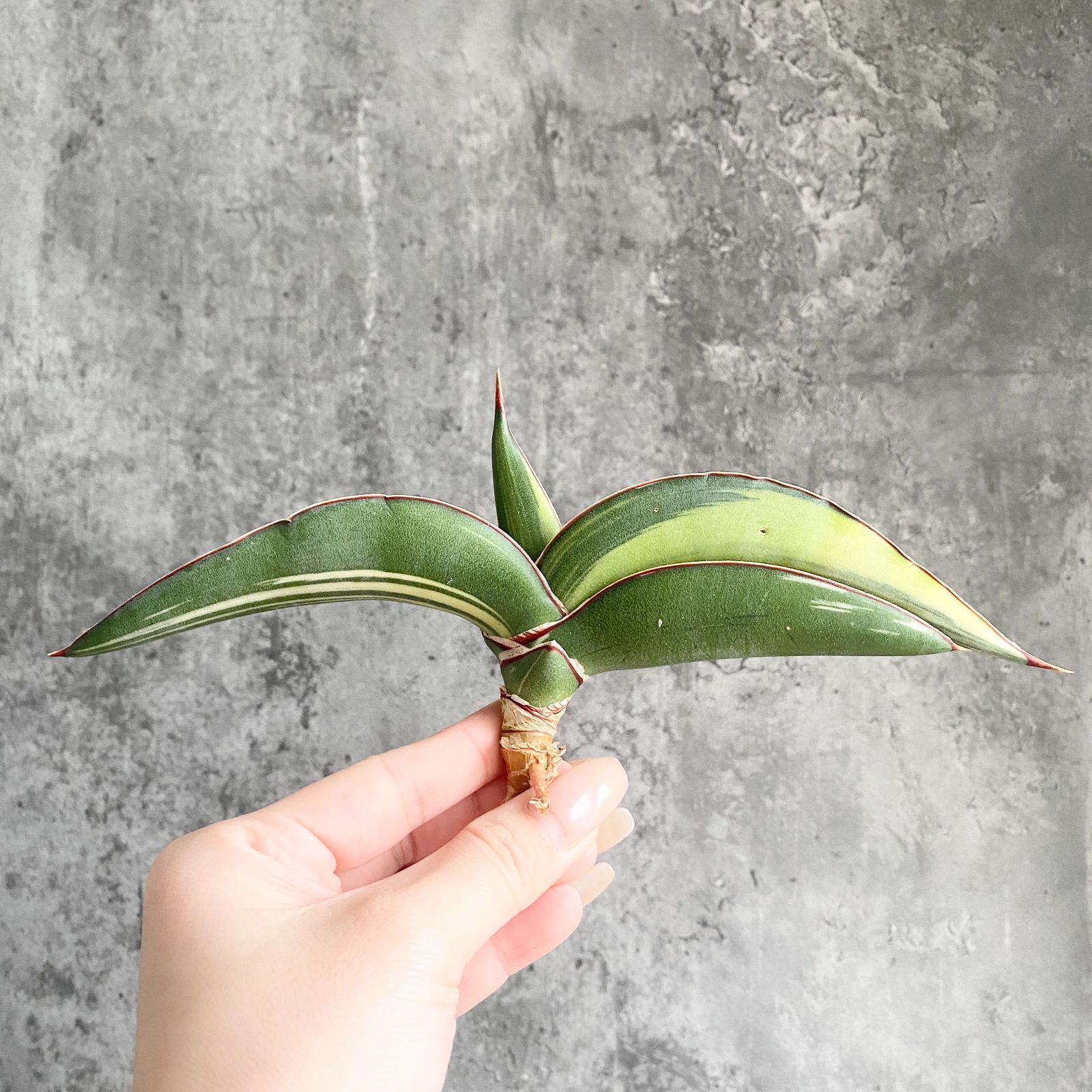 S13726【極上S級 斑入り大株！！】サンスベリア ロブスター