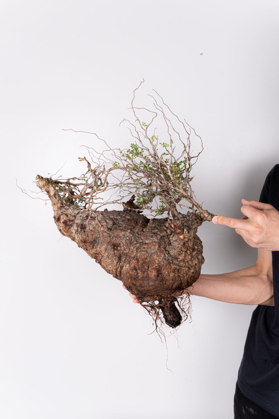 ZP97 オペルクリカリア パキプス コーデックス 現地発根株 | Acquista