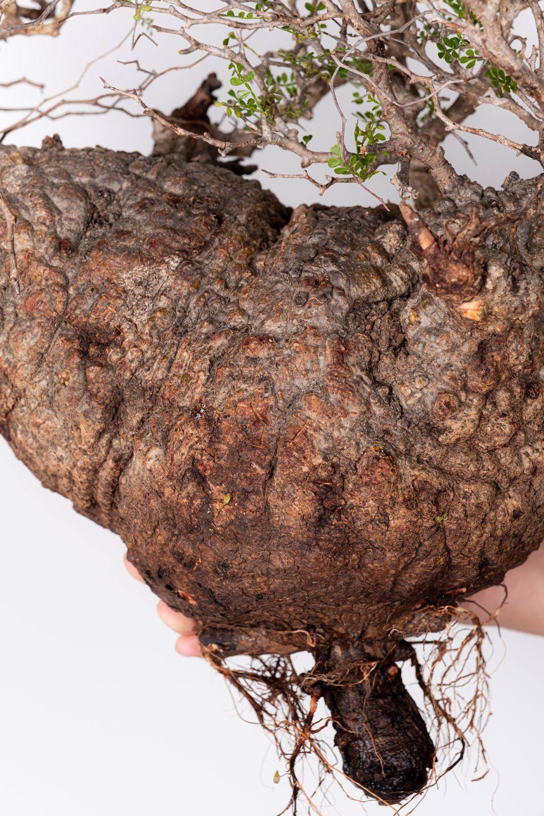 ZP97 オペルクリカリア パキプス コーデックス 現地発根株 | Acquista