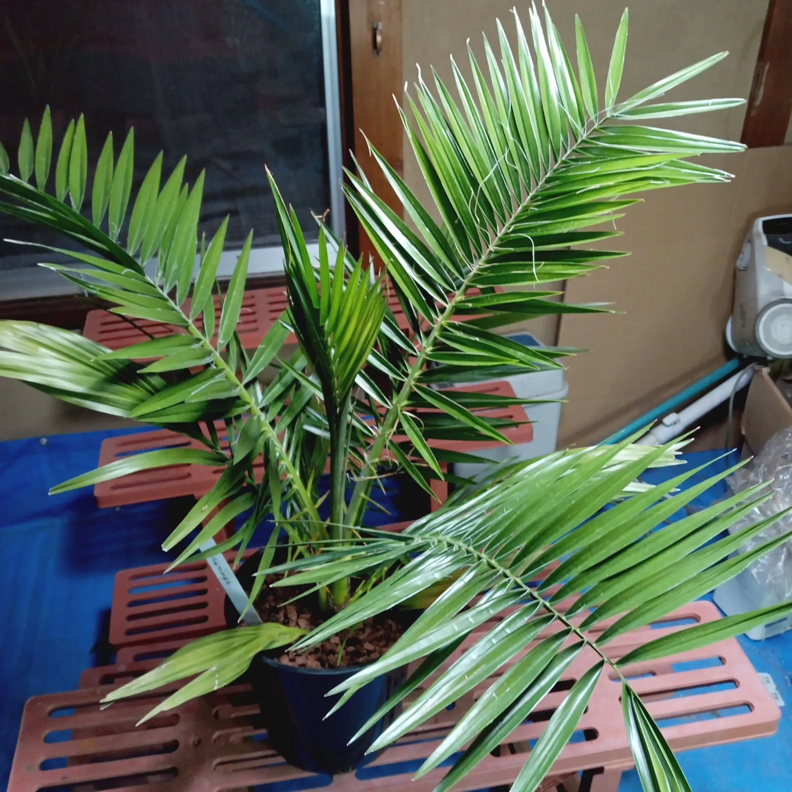 2026年最新】サバルヤシの人気アイテム - メルカリ